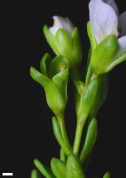 Veronica colostylis. Inflorescence. Scale = 1 mm.
 Image: P.J. Garnock-Jones © P.J. Garnock-Jones CC-BY-NC 3.0 NZ